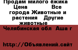 Продам милого ёжика › Цена ­ 10 000 - Все города Животные и растения » Другие животные   . Челябинская обл.,Аша г.